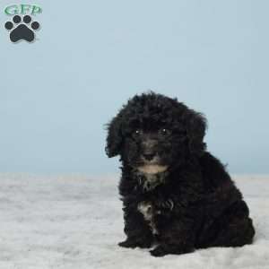 Teddy, Miniature Poodle Puppy